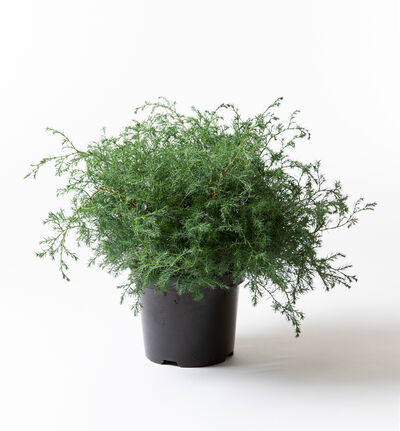 Sypress Squarrosa Sypress Squarrosa